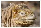 Galapagos Land Iguana Portrait, Galapagos Islands, Ecuador-Paper Art-38,,X26,,