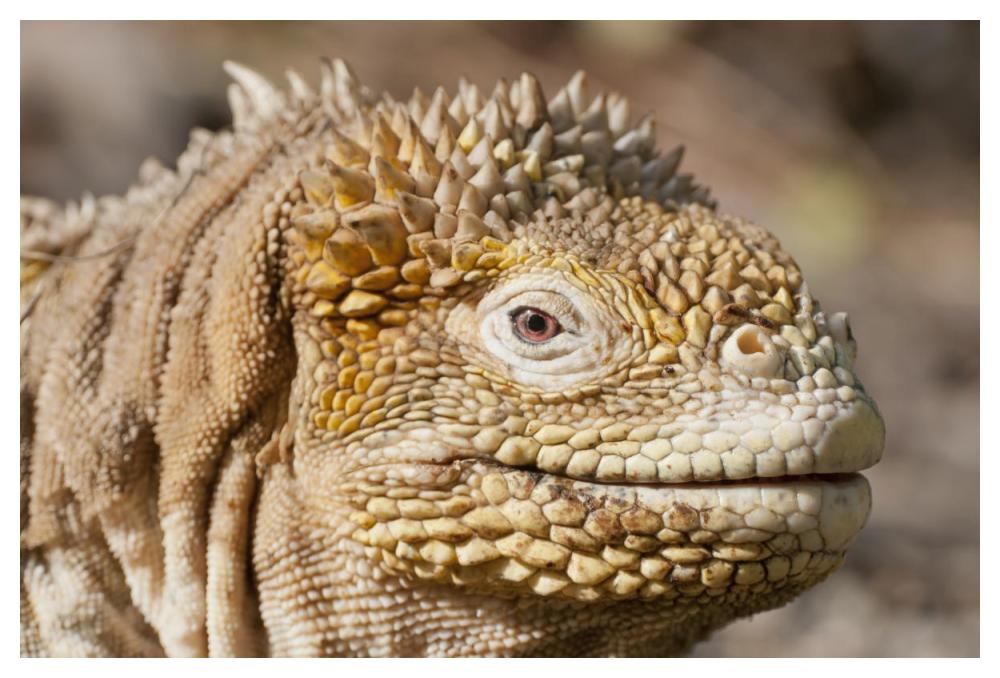 Galapagos Land Iguana Portrait, Galapagos Islands, Ecuador-Paper Art-50,,X34,,