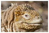 Galapagos Land Iguana Portrait, Galapagos Islands, Ecuador-Paper Art-50,,X34,,