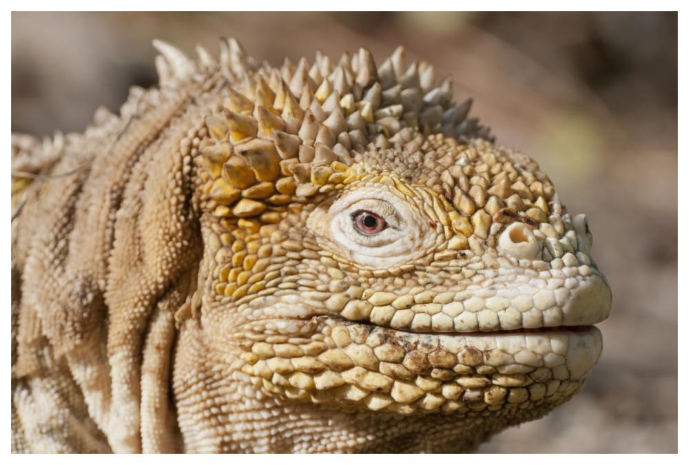 Galapagos Land Iguana Portrait, Galapagos Islands, Ecuador-Paper Art-62,,X42,,