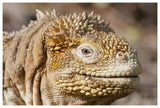 Galapagos Land Iguana Portrait, Galapagos Islands, Ecuador-Paper Art-62,,X42,,