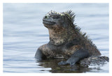 Marine Iguana On Rock In Shallow Water, Galapagos Islands, Ecuador-Paper Art-20,,X14,,