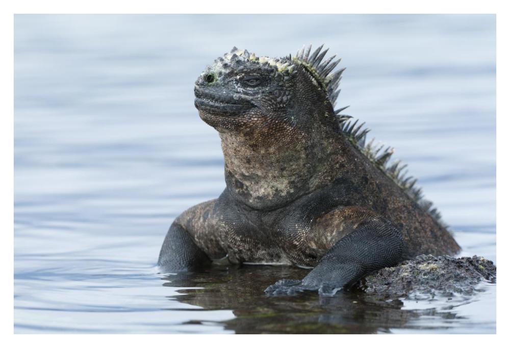 Marine Iguana On Rock In Shallow Water, Galapagos Islands, Ecuador-Paper Art-38,,X26,,