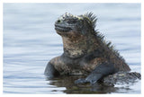 Marine Iguana On Rock In Shallow Water, Galapagos Islands, Ecuador-Paper Art-50,,X34,,