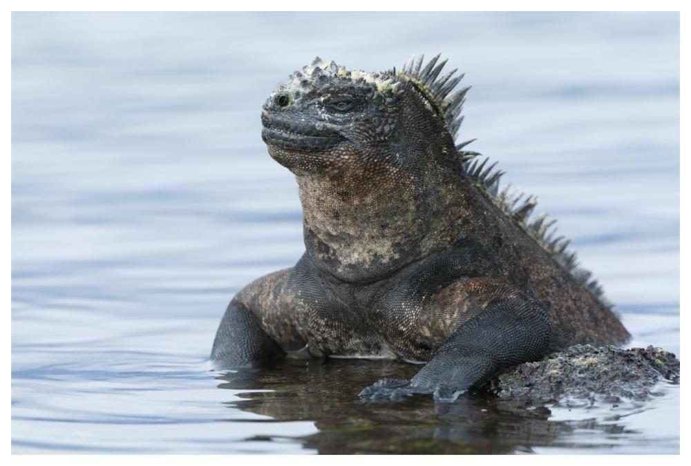 Marine Iguana On Rock In Shallow Water, Galapagos Islands, Ecuador-Paper Art-62,,X42,,