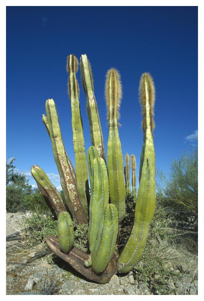 Old Man Cactus In Sonoran Desert Landscape, Baja California, Mexico-Paper Art-34,,X50,,