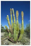 Old Man Cactus In Sonoran Desert Landscape, Baja California, Mexico-Paper Art-34,,X50,,