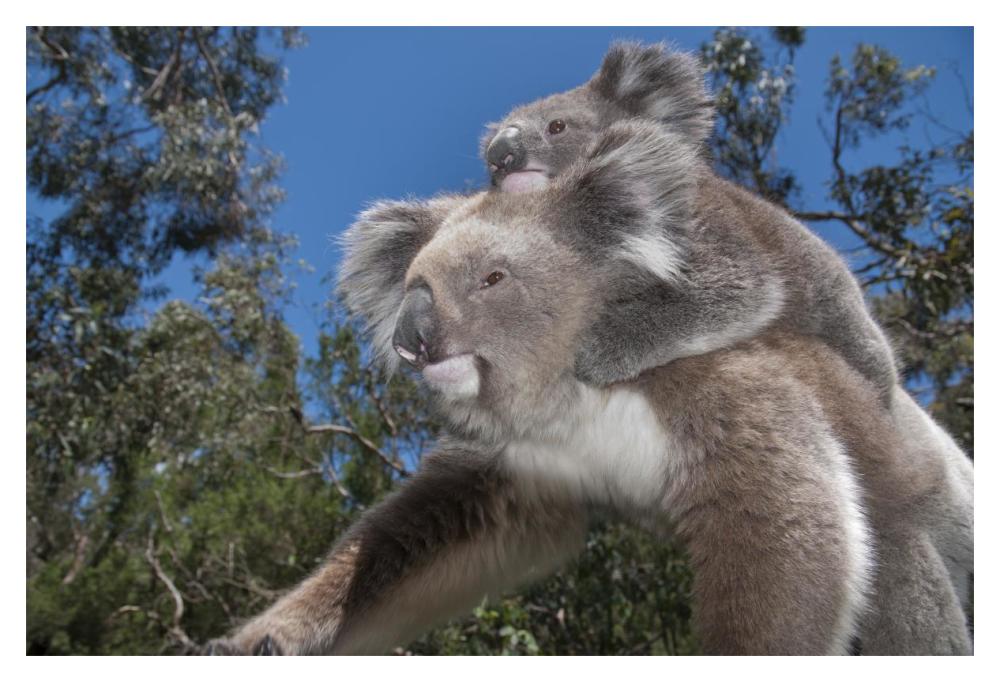 Koala Mother Carrying Young In Gum Tree Forest, Victoria, Australia-Paper Art-20,,X14,,
