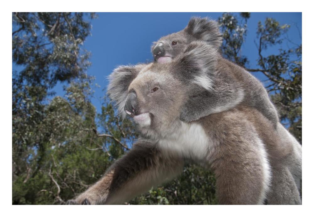 Koala Mother Carrying Young In Gum Tree Forest, Victoria, Australia-Paper Art-26,,X18,,