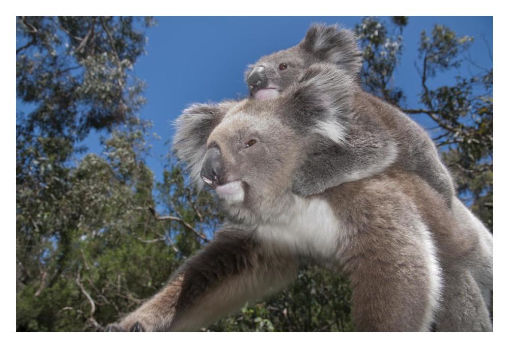 Koala Mother Carrying Young In Gum Tree Forest, Victoria, Australia-Paper Art-32,,X22,,