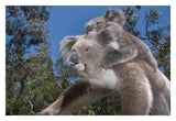 Koala Mother Carrying Young In Gum Tree Forest, Victoria, Australia-Paper Art-32,,X22,,