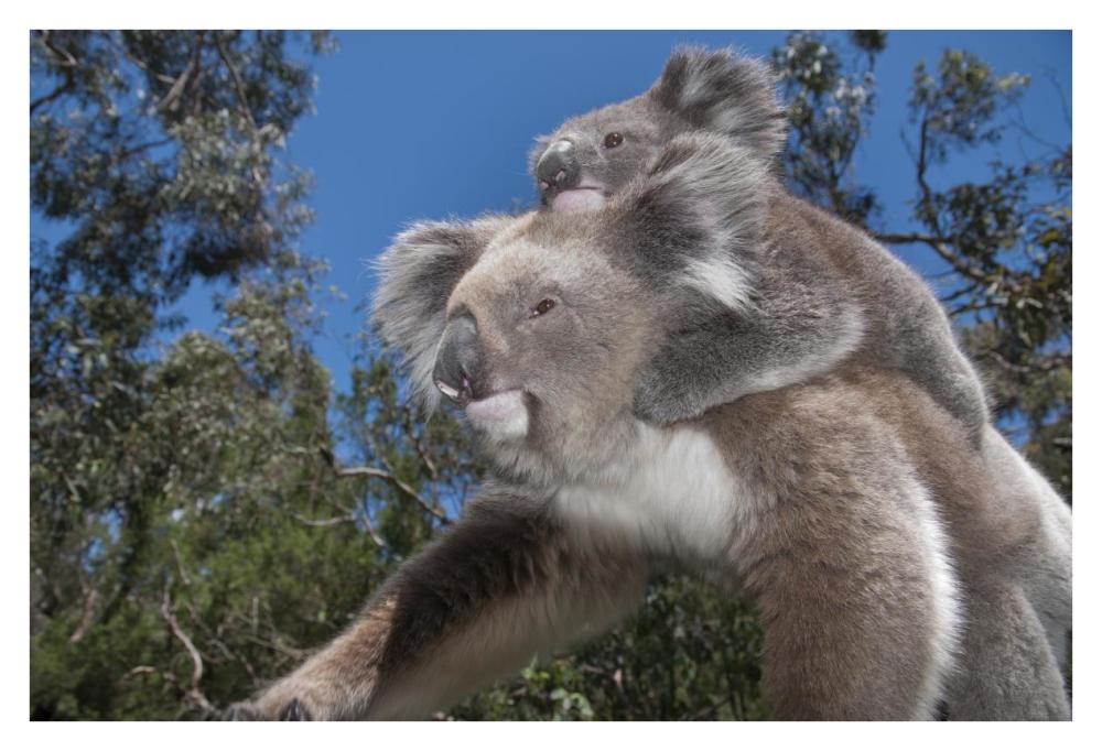 Koala Mother Carrying Young In Gum Tree Forest, Victoria, Australia-Paper Art-38,,X26,,