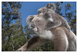 Koala Mother Carrying Young In Gum Tree Forest, Victoria, Australia-Paper Art-50,,X34,,