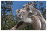 Koala Mother Carrying Young In Gum Tree Forest, Victoria, Australia-Paper Art-62,,X42,,