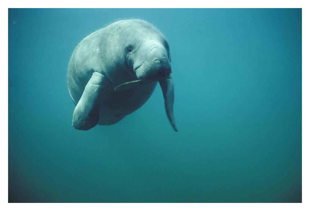 West Indian Manatee Or Sea Cow Wintering In Clear Spring Waters, Crystal River, Florida-Paper Art-20,,X14,,