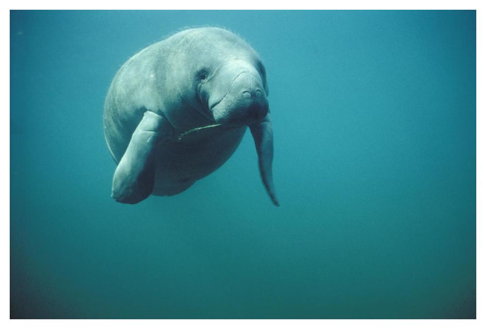 West Indian Manatee Or Sea Cow Wintering In Clear Spring Waters, Crystal River, Florida-Paper Art-50,,X34,,