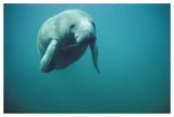 West Indian Manatee Or Sea Cow Wintering In Clear Spring Waters, Crystal River, Florida-Paper Art-50,,X34,,