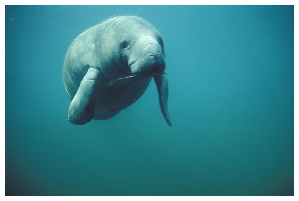 West Indian Manatee Or Sea Cow Wintering In Clear Spring Waters, Crystal River, Florida-Paper Art-62,,X42,,