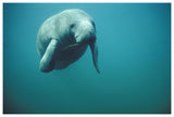 West Indian Manatee Or Sea Cow Wintering In Clear Spring Waters, Crystal River, Florida-Paper Art-62,,X42,,
