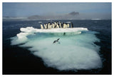 Adelie Penguin Crowding On Melting Summer Ice Floe, Possession Island, Ross Sea, Antarctica-Paper Art-50,,X34,,