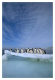Adelie Penguin Group Crowding On Melting Summer Ice Floe, Possession Island, Ross Sea, Antarctica-Paper Art-14,,X20,,