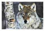 Gray Wolf Portrait, Norway-Paper Art-26,,X18,,