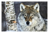 Gray Wolf Portrait, Norway-Paper Art-32,,X22,,
