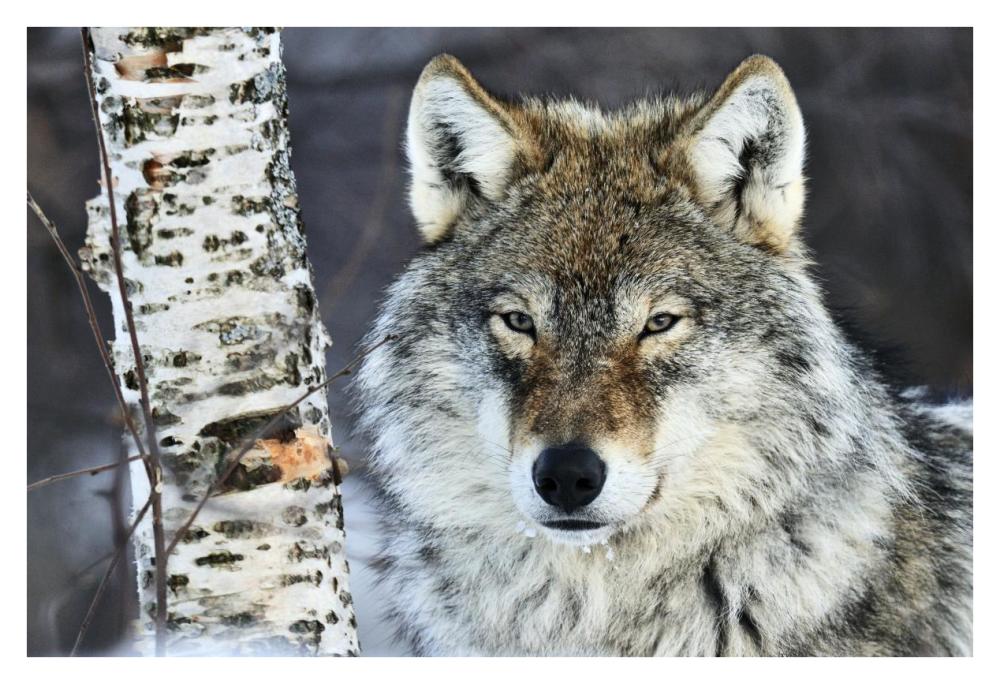 Gray Wolf Portrait, Norway-Paper Art-38,,X26,,