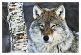Gray Wolf Portrait, Norway-Paper Art-38,,X26,,