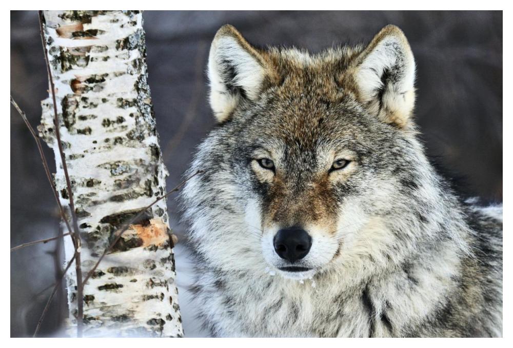 Gray Wolf Portrait, Norway-Paper Art-50,,X34,,