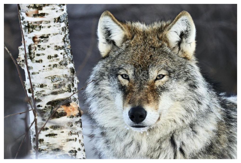 Gray Wolf Portrait, Norway-Paper Art-62,,X42,,