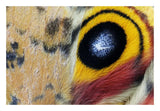 Io Moth Wing With Eye-Spot, Texas-Paper Art-26,,X18,,