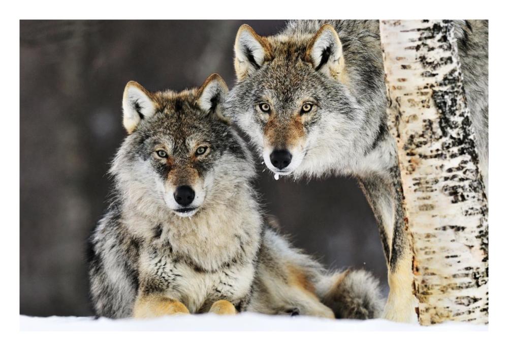 Gray Wolf Pair In The Snow, Norway-Paper Art-26,,X18,,