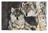 Gray Wolf Pair In The Snow, Norway-Paper Art-32,,X22,,