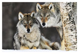 Gray Wolf Pair In The Snow, Norway-Paper Art-38,,X26,,