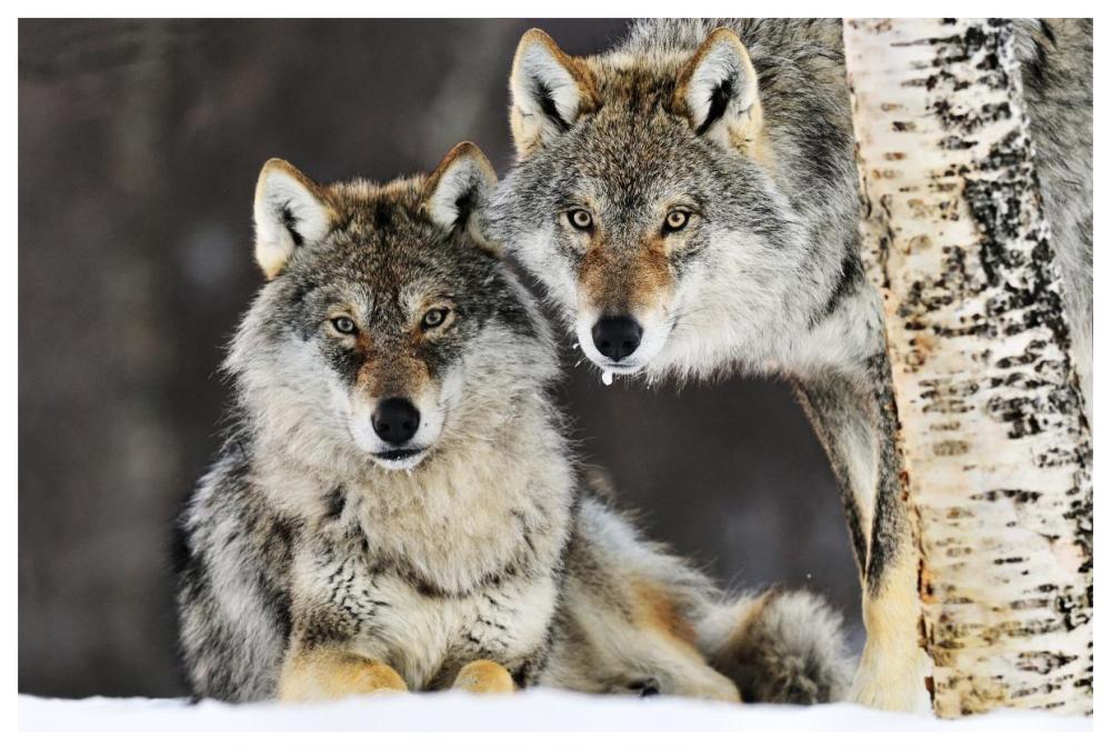 Gray Wolf Pair In The Snow, Norway-Paper Art-62,,X42,,