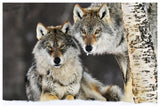 Gray Wolf Pair In The Snow, Norway-Paper Art-62,,X42,,