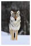 Gray Wolf Standing In The Snow, Norway-Paper Art-14,,X20,,