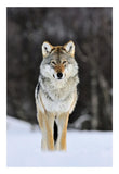 Gray Wolf Standing In The Snow, Norway-Paper Art-18,,X26,,