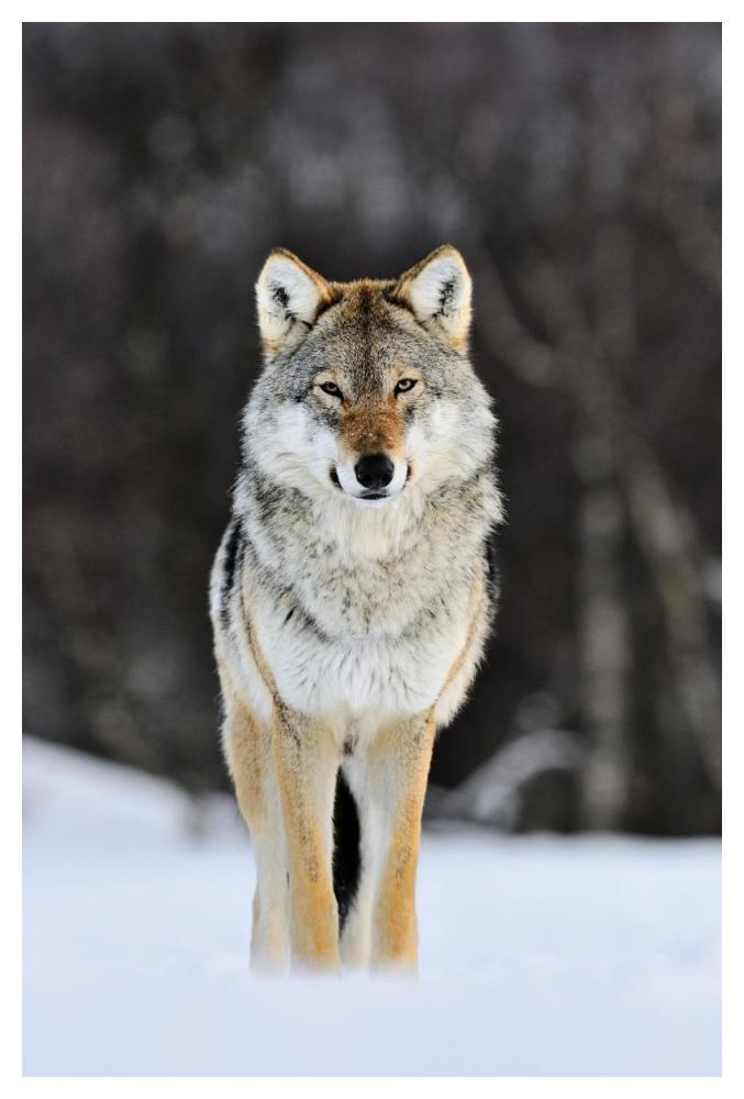 Gray Wolf Standing In The Snow, Norway-Paper Art-34,,X50,,