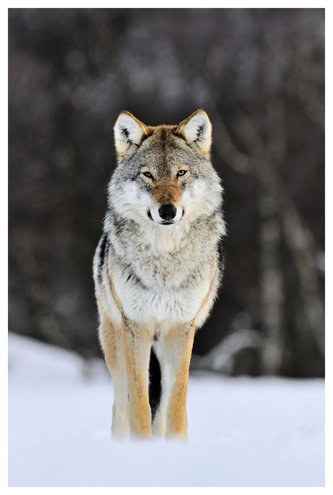 Gray Wolf Standing In The Snow, Norway-Paper Art-42,,X62,,