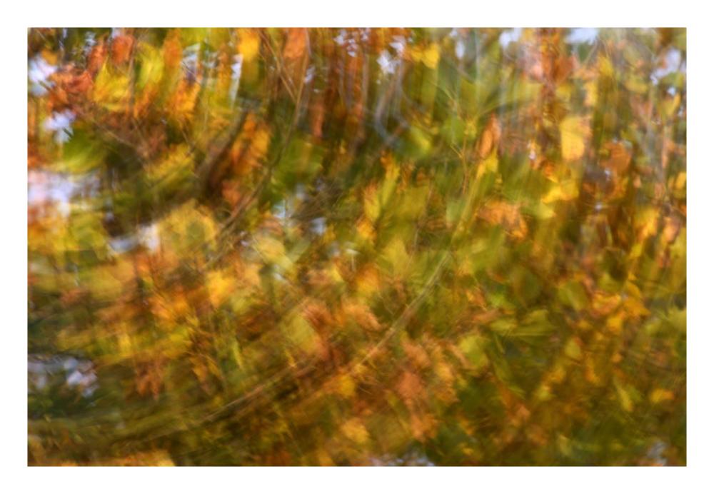 Fall Colored Tree, Vlaardingen, Netherlands-Paper Art-26,,X18,,