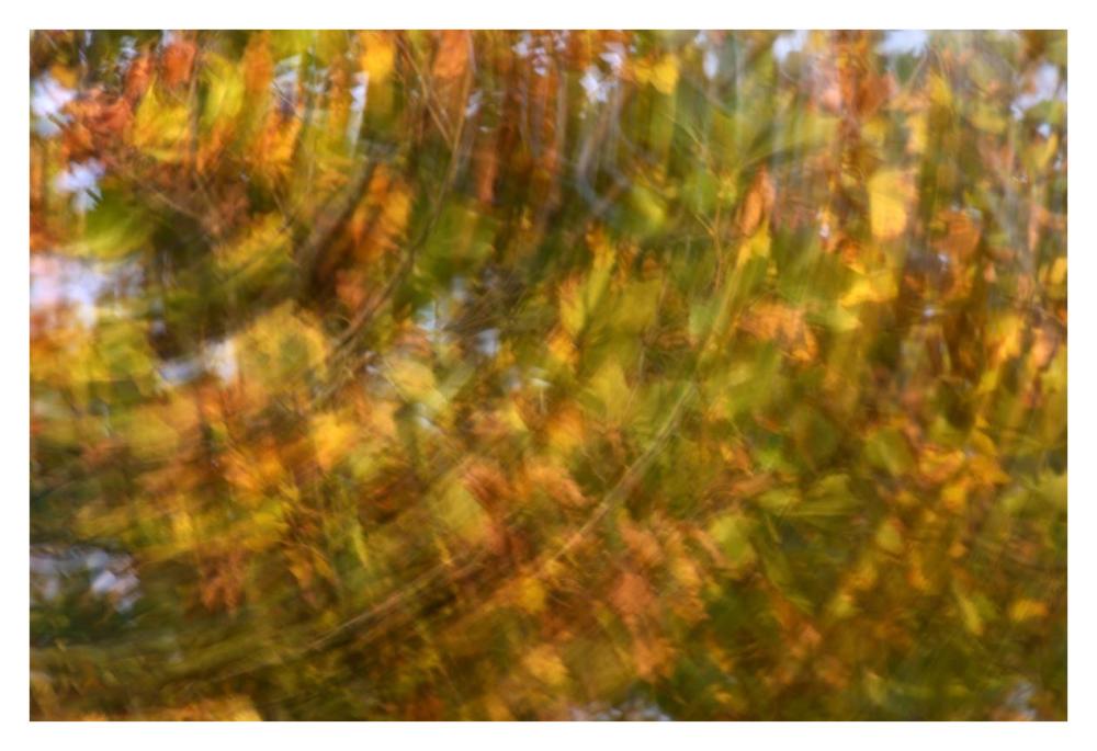 Fall Colored Tree, Vlaardingen, Netherlands-Paper Art-38,,X26,,