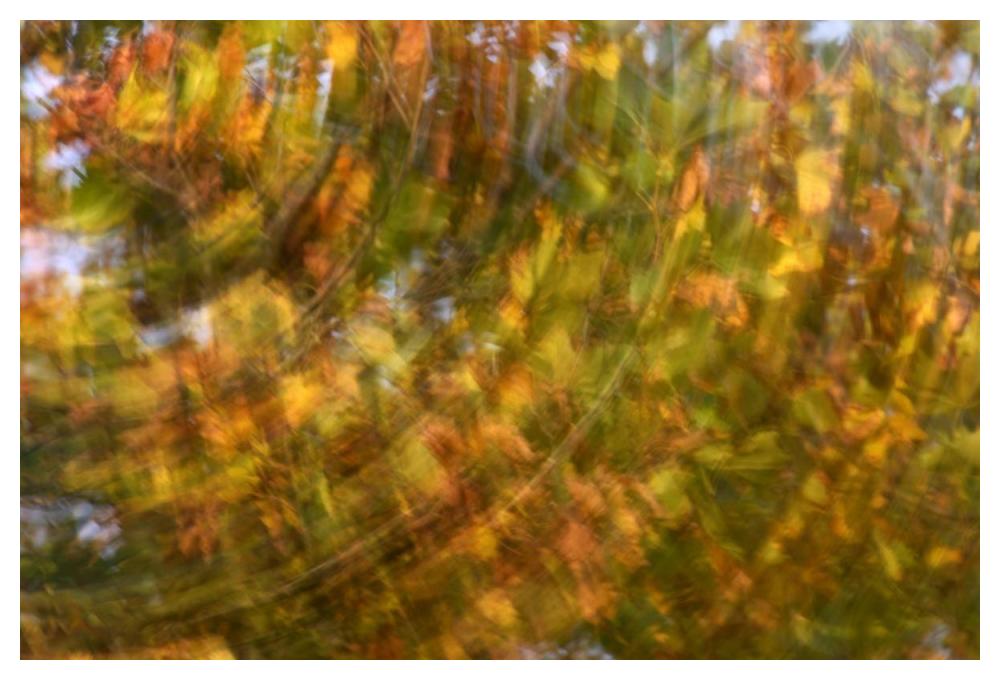 Fall Colored Tree, Vlaardingen, Netherlands-Paper Art-50,,X34,,