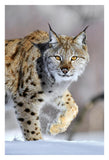 Eurasian Lynx Walking Through The Snow, Norway-Paper Art-22,,X32,,