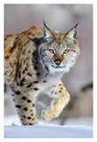 Eurasian Lynx Walking Through The Snow, Norway-Paper Art-26,,X38,,