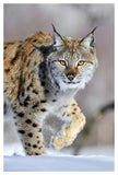 Eurasian Lynx Walking Through The Snow, Norway-Paper Art-34,,X50,,