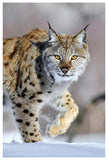 Eurasian Lynx Walking Through The Snow, Norway-Paper Art-42,,X62,,