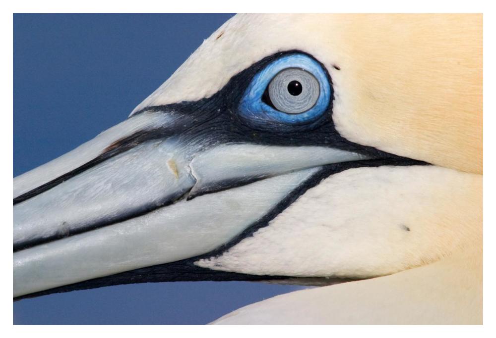 Northern Gannet Profile, Saltee Islands, Ireland-Paper Art-20,,X14,,