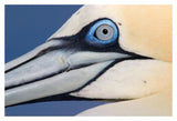 Northern Gannet Profile, Saltee Islands, Ireland-Paper Art-20,,X14,,